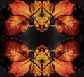LOW KEY RUST COLOURED AUTUMN BRAMBLE LEAF REPEAT