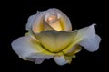 Low key shining rose blossom macro on black background Royalty Free Stock Photo