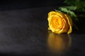 Yellow rose on dark background. Low key lighting Royalty Free Stock Photo