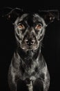 Low key studio portrait of a black labrador mix do Royalty Free Stock Photo