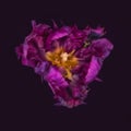 Low key surrealistic center macro of a purple parrot tulip blossom