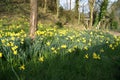 Daffodills at Cefn Onn