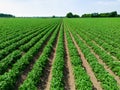 Low level aerial image of a crop of potatoes in a ploughed arable field in the British countryside farmland