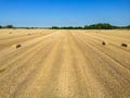 Low level aspect view over a wheat field with bales of straw ready for collection in the English countryside Royalty Free Stock Photo