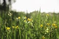 Low level point of view in a yellow blooming buttercup flower meadow in the sunlight during golden hour Royalty Free Stock Photo