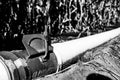 low level selective focus image of furrow irrigation in a corn field