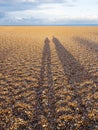 Low level shadows on Deal Beach, Kent, UK Royalty Free Stock Photo