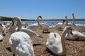 Low level shot of mute swans waiting for feeding time on the gravel at Abbotsbury Swannery in Dorset, England Royalty Free Stock Photo