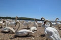 Low level shot of mute swans waiting for feeding time on the gravel at Abbotsbury Swannery in Dorset, England Royalty Free Stock Photo