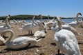 Low level shot of mute swans waiting for feeding time on the gravel at Abbotsbury Swannery in Dorset, England Royalty Free Stock Photo