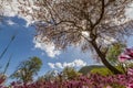 Blossoming almond tree and purple flowers in a field during earl