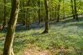 Bluebell Woods, Low level view of Blue Bells in woods Royalty Free Stock Photo