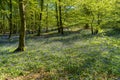 Bluebell Woods, Low level view of Blue Bells in woods Royalty Free Stock Photo