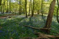 Bluebell Woods, Low level view of Blue Bells in woods Royalty Free Stock Photo