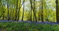 Bluebell Woods, Low level view of Blue Bells in woods Royalty Free Stock Photo