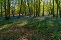 Bluebell Woods, Low level view of Blue Bells in woods Royalty Free Stock Photo