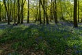 Bluebell Woods, Low level view of Blue Bells in woods Royalty Free Stock Photo