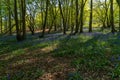 Bluebell Woods, Low level view of Blue Bells in woods Royalty Free Stock Photo