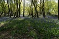 Bluebell Woods, Low level view of Blue Bells in woods Royalty Free Stock Photo