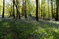 Bluebell Woods, Low level view of Blue Bells in woods Royalty Free Stock Photo