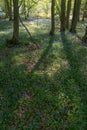 Bluebell Woods, Low level view of Blue Bells in woods Royalty Free Stock Photo