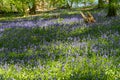 Bluebell Woods, Low level view of Blue Bells in woods Royalty Free Stock Photo