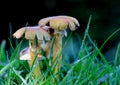 Worms eye view of a cluster of Toadstools in wet grass. Royalty Free Stock Photo