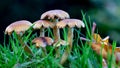 Low level view of a cluster of fungi in wet grass. Royalty Free Stock Photo