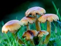 Low level view of a cluster of Toadstools in wet grass. Royalty Free Stock Photo