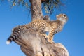 A low level view of a cute baby cheetah sitting on a tree in Kruger Park South Africa Royalty Free Stock Photo