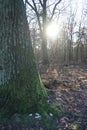 The low-lying winter sun shines through the branches of the trees in the forest in December. Berlin, Germany Royalty Free Stock Photo