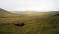 Low mist over Lankrigg Moss