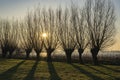 The low morning sun behind these willows gives long shadows on the grass Royalty Free Stock Photo