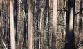 mixed Pine and Birch forest Royalty Free Stock Photo