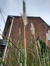 A low perspective shot of some reeds in an urban garden, Heathfield Industrial Estate, Devon, UK