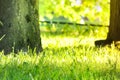 Low point view of green grass and tree trunks in park Royalty Free Stock Photo