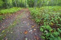 Leaf strewn path through vibrant green forest