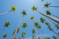 Low point of view tropical coconut palms against blue sky with lens flare Royalty Free Stock Photo