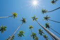 Low point of view tropical coconut palms against blue sky with lens flare Royalty Free Stock Photo