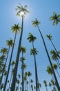 Low point of view tropical coconut palms against blue sky with lens flare Royalty Free Stock Photo