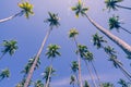 Low point of view tropical coconut palms against blue sky with lens flare Royalty Free Stock Photo