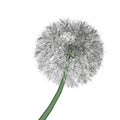 Low poly dandelion isolated on white background. 3D. Vector illustration