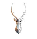 Low poly deer head on white background, polygonal style, vector illustration. Royalty Free Stock Photo