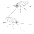 Low poly detailed cockroach. Isometric view. Wireframe cockroach isolated on white background. Vector illustration