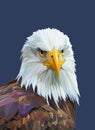 Low poly poster with eagle. Vector illustration.