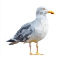 Low Poly Seagull Bird Standing White Background Geometric Feather Texture Royalty Free Stock Photo