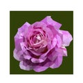 Low poly vector of a blooming pink white rose. Seen from front direction. Royalty Free Stock Photo