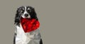 Low Poly Vector Illustration: Dog Holding Red Heart. Black and White Border Collie on Romantic Valentines Greeting Card, Wedding A
