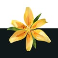 Low poly yellow lily flower with leaves close up. Vector illustration for your projects