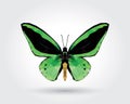 Low polygon butterfly green wings black stripe isolated on white background, fresh verdant insects flying. Logo icon geometric.